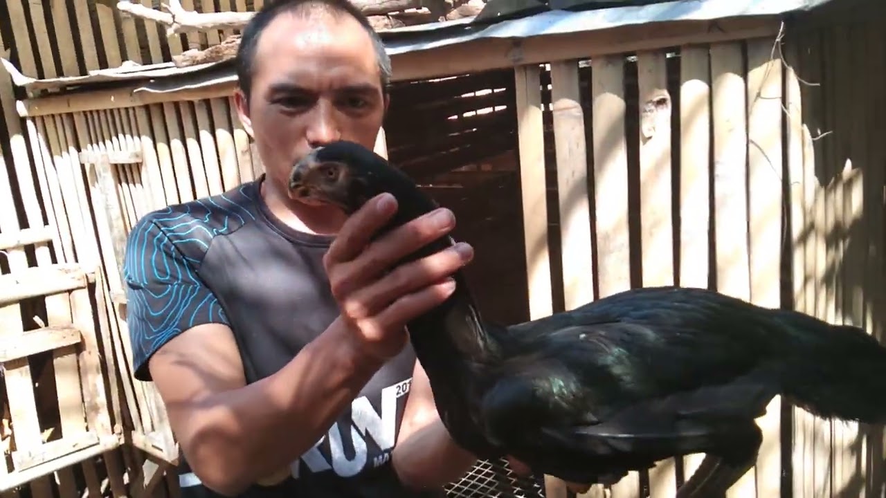 PARROT BEAK LONG TAIL ASIL | THE MANANAP TV