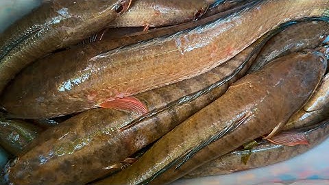 Cắm Câu Vùng Biên Giới Gặp Cao Thủ Hạ Gục Cá Lóc Khủng 