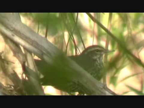 Northern Waterthrush 