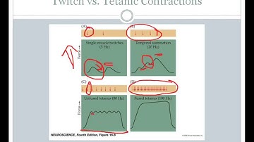 SJSU Neurophysiology - Lecture 9 - Motor Neurons and Muscle Contraction