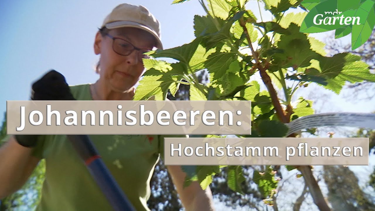 Johannisbeeren Hochstamm richtig pflanzen MDR Garten YouTube