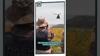 589 toneladas de marihuana sacadas de circulación en seis días de la operación Nueva Alianza 52