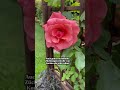 Stressfrei Gärtnern - die besten Rosen 🌹