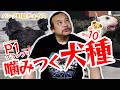 【ベスト10】噛みつく犬【P1グランプリ】