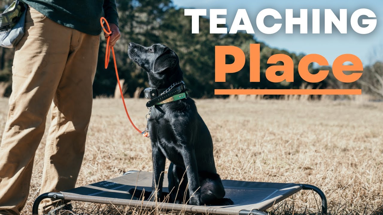 Как быстро и легко приучить щенка лабрадора к месту!