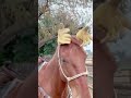دقدقدني دقدقدني