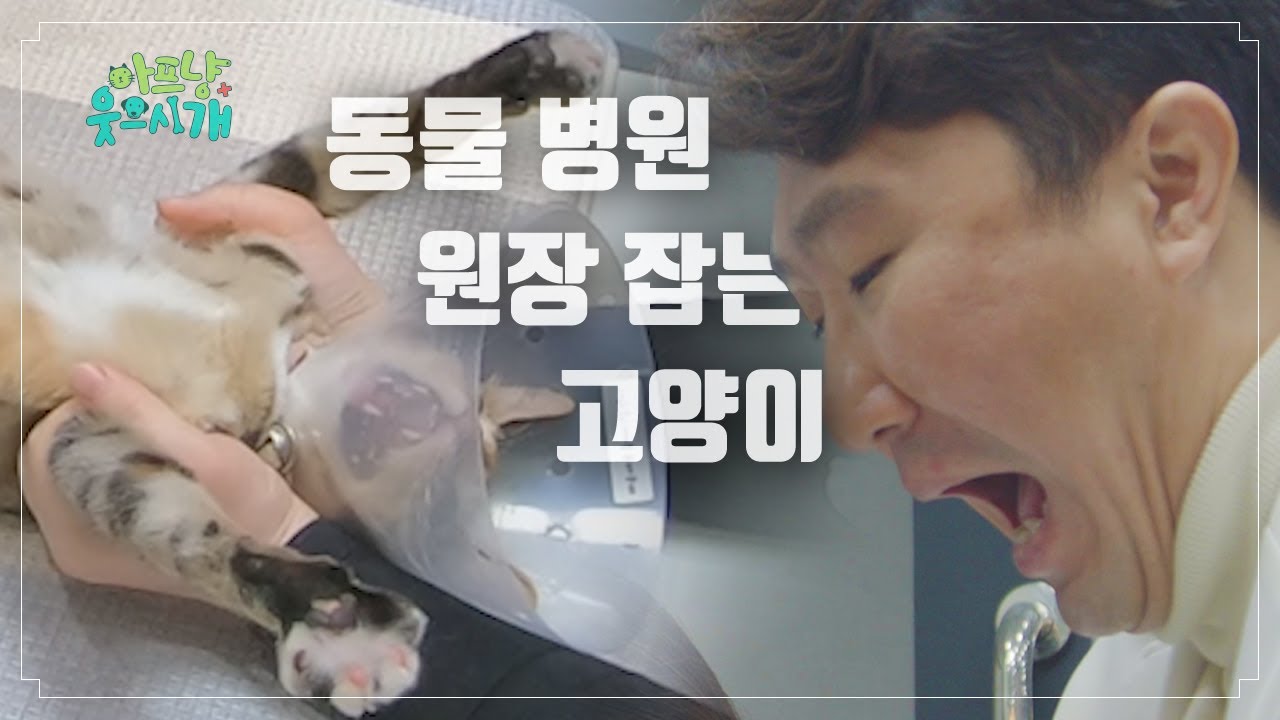 이것은 고양인가 호랑인가? 지금까지 이런 고양이는 없었다! l 잔존 난소 중성화