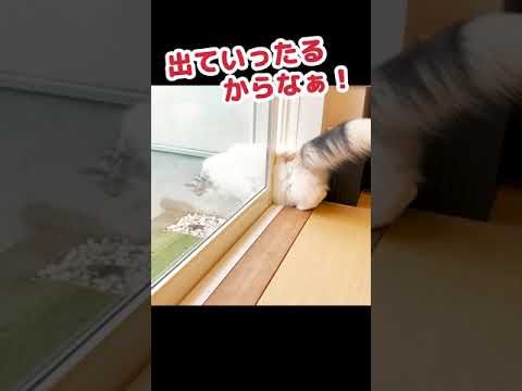 土砂降りの中家出する猫 #Shorts