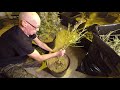 Transplanting Clones No Till Style/Hand Trim/Dance Hall Under The Microscope.