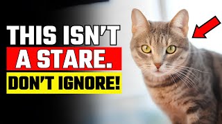 If Your Cat Stares At You, Watch This