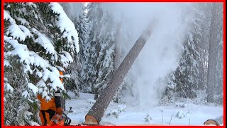 How To Cut Down Trees With a Chainsaw In Freezing Cold by Finnish Lumberjack 7,088 views 3 months ago 5 minutes, 11 seconds