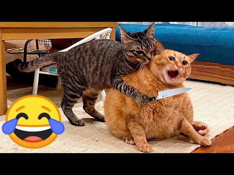 Видео: Новые забавные животные 🤣 Самые смешные видео про кошек и собак 😹🐶 Часть 37