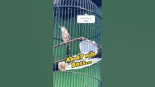 Ciblek Kristal pedes banget #ciblek #ciblekkristal #cibleksemi