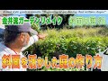 【庭作り】斜面の庭＃１ 急斜面を庭の匠はどう活かす？手の付けられない庭を大改造開始！【金井流ガーデンリメイク】