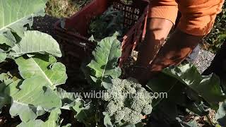 Fresh Broccoli Harvest Jabbarkhet Wilderness Vegetable Garden