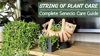 String of Plants Care | Full Senecio Care Guide