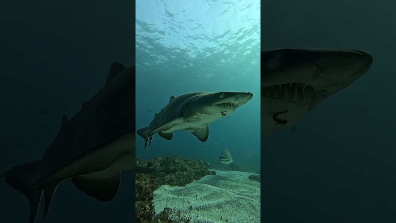 You see teeth first, a scientist see a story.#charchariastaurus #fieldwork#marinebiology#aliwalshoal