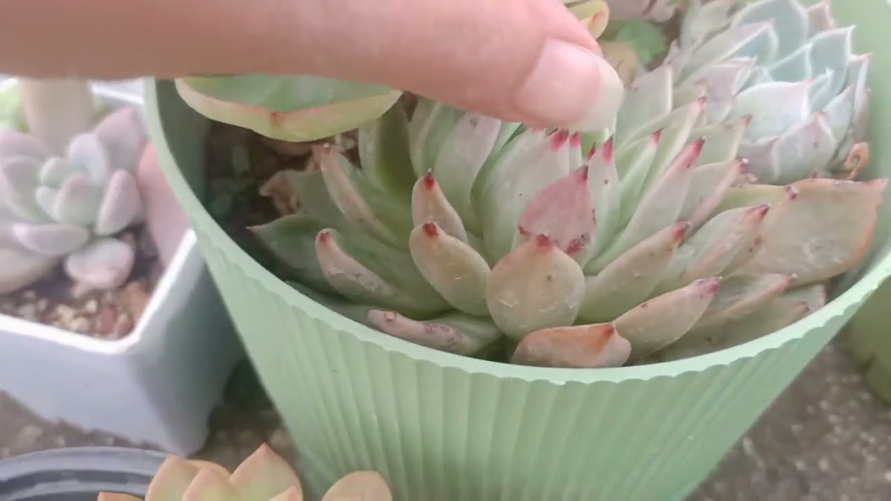 Sukulent satışı birde bakalım nasıl olmuşlar