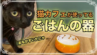 【猫のお世話】猫ちゃん達の食器を紹介します