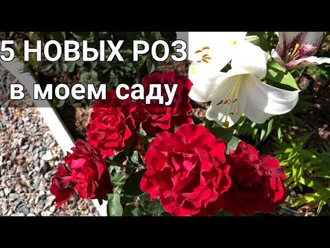 РОЗЫ НОВИНКИ 🌹 (сезон 2025г) | Новые сорта роз в моем саду | Красивые сорта роз