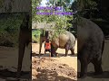 Half Day Tour Elephant Sanctuary contact +66622141243 what app Phuket Guide