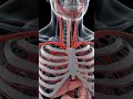 #common_carotid_artery #anatomy #heart #arch_of_aorta #biology #science