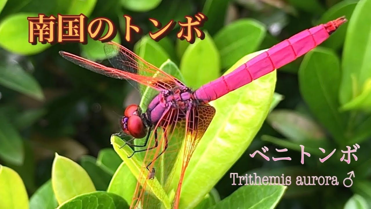 赤トンボじゃなくてベニトンボだぞ！色が違うぞ 紅だぞ 沖縄のトンボ