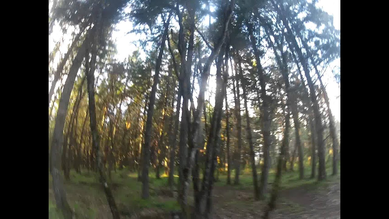 Kenzo the trail puppy