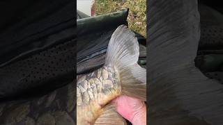 de belles carpes d&#39;un certain âge #carp #fishing #pêche #carpfishing #pesca