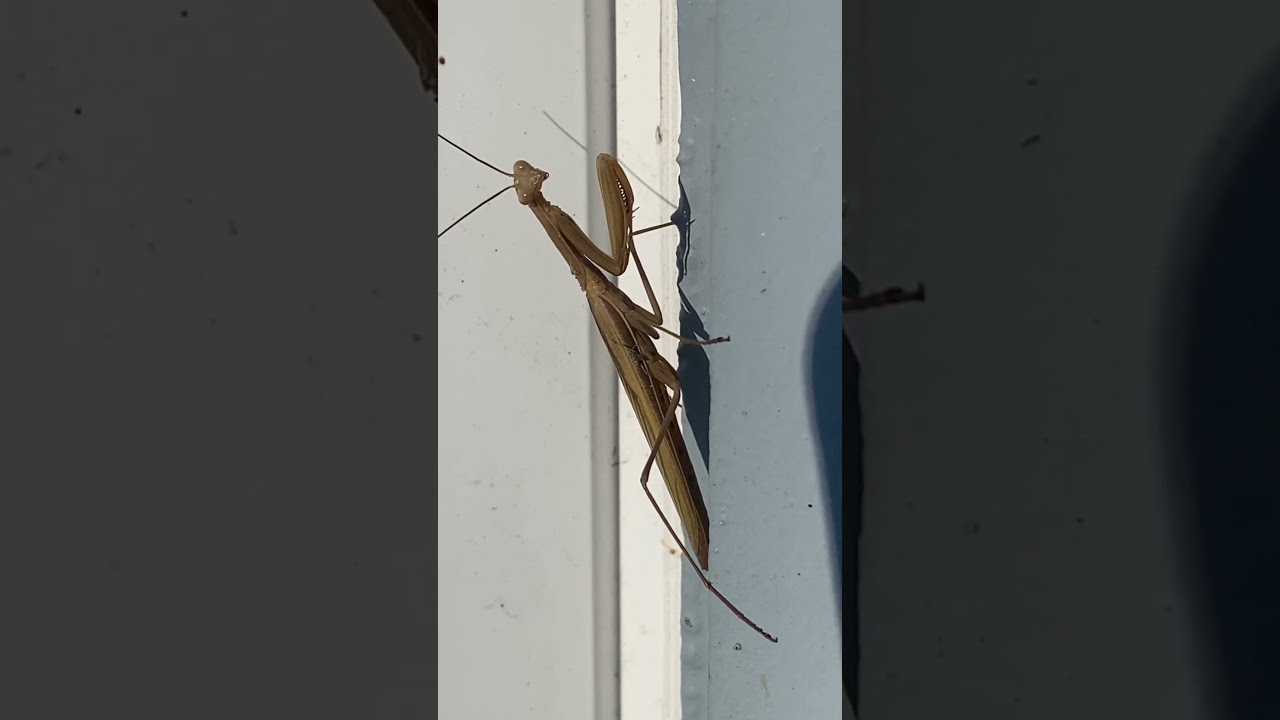 Praying Mantis At Work This Morning 