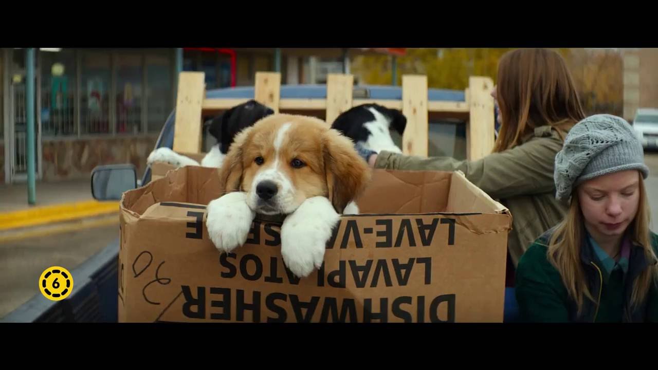meddig él egy epilepsziás kutya teljes film