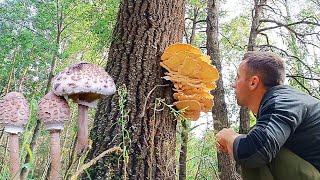 видео: КУРКА НА ДЕРЕВІ 😱 Та інші осінні знахідки| Білі гриби | Трутовик сірчано-жовтий| Парасолька строката картинка: КУРКА НА ДЕРЕВІ 😱 Та інші осінні знахідки| Білі гриби | Трутовик сірчано-жовтий| Парасолька строката