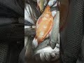 Amazing Fish Market Display #shorts