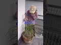 人の家の観葉植物まで… #サンシャインババア #破天荒 #tiktok #ヨギー