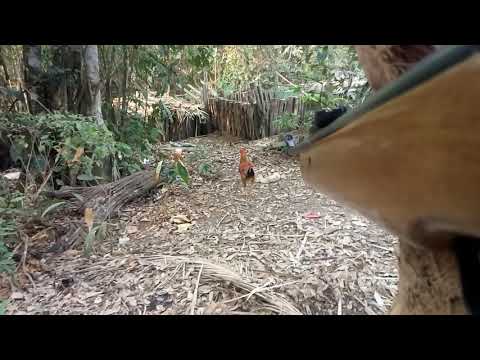 Matando frango com carabina