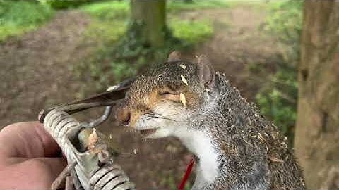 Squirrel in Fenn trap action again