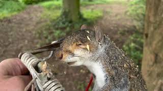 Squirrel In Fenn Trap Action Again