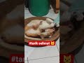 Tarik selimutnya mas Jo 🐱 #cat #kucing #mewers #kucinglucu #cute #catlove