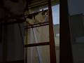 #cat #catshorts #indianinsiberia #catlife #tripuravloger #funnycats #cutecat #catvideos #pets #cute