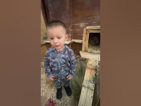 Кролик - YouTube