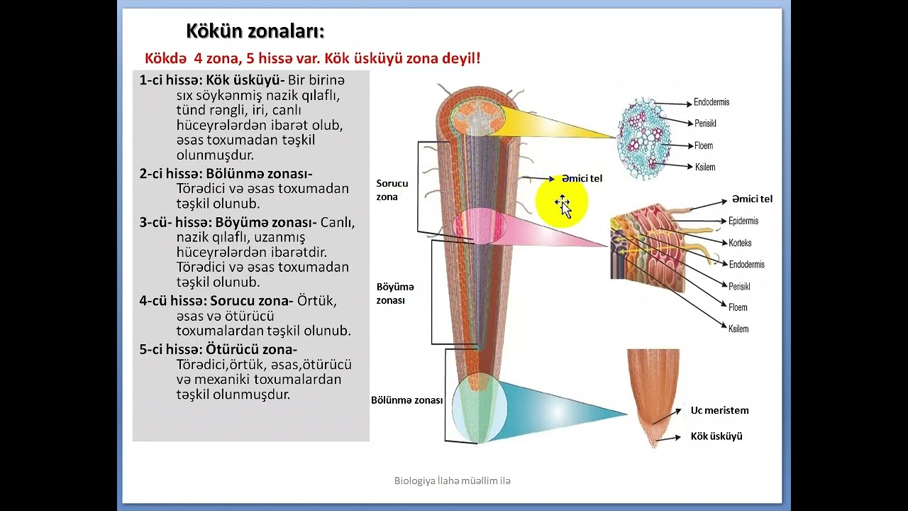 Kök.Yeraltı qidalanma və gübrələr #biologiya #botanika