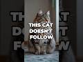This Cat Doesn’t Follow
