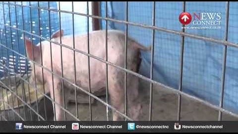 สุโขทัยประกาศเขตโรคระบาดสุกรพบเป็นอหิวาต์ ตาย 27 ตัว : NewsConnect Channel