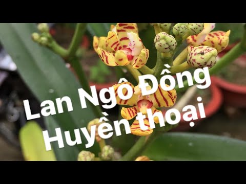 Cây lan Ngô Đồng huyền thoại trên 10 năm tuổi | Foci