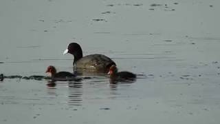 Lișițe (Fulica atra) Coots with babies