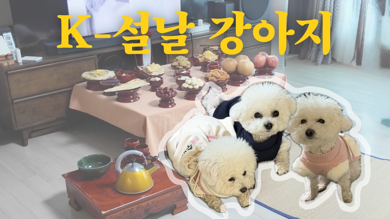 강아지 셋과 함께한 설 연휴 브이로그 | 집이 제일 좋아 ❤️