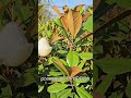 1 липня. Магнолії Розсадника Природа.