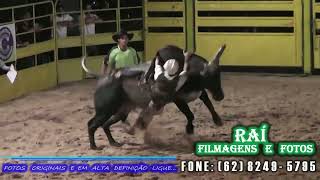 rodeio montarias touro tradição caipira.