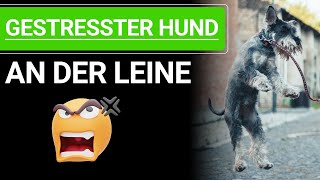 🐕🐶 Stephanie Salostowitz ➡️ Gestresster Hund an der Leine 🐕🐶✔️ by Stephanie Salostowitz - Online Hundetraining 6,159 views 1 month ago 16 minutes