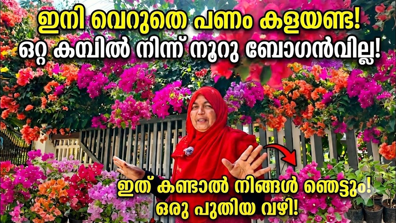 കടലാസ് പൂക്കൾ ഇങ്ങനെ നട്ടാൽ, ഇല കാണാതെ പൂക്കൾ 